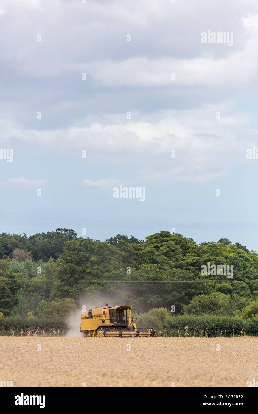 Woodbridge, Suffolk UK August 02 2020: Mähdrescher erntet reifen Weizen - Landwirtschaft, Landwirtschaft, Lebensmittel, Erntekonzept Stockfoto