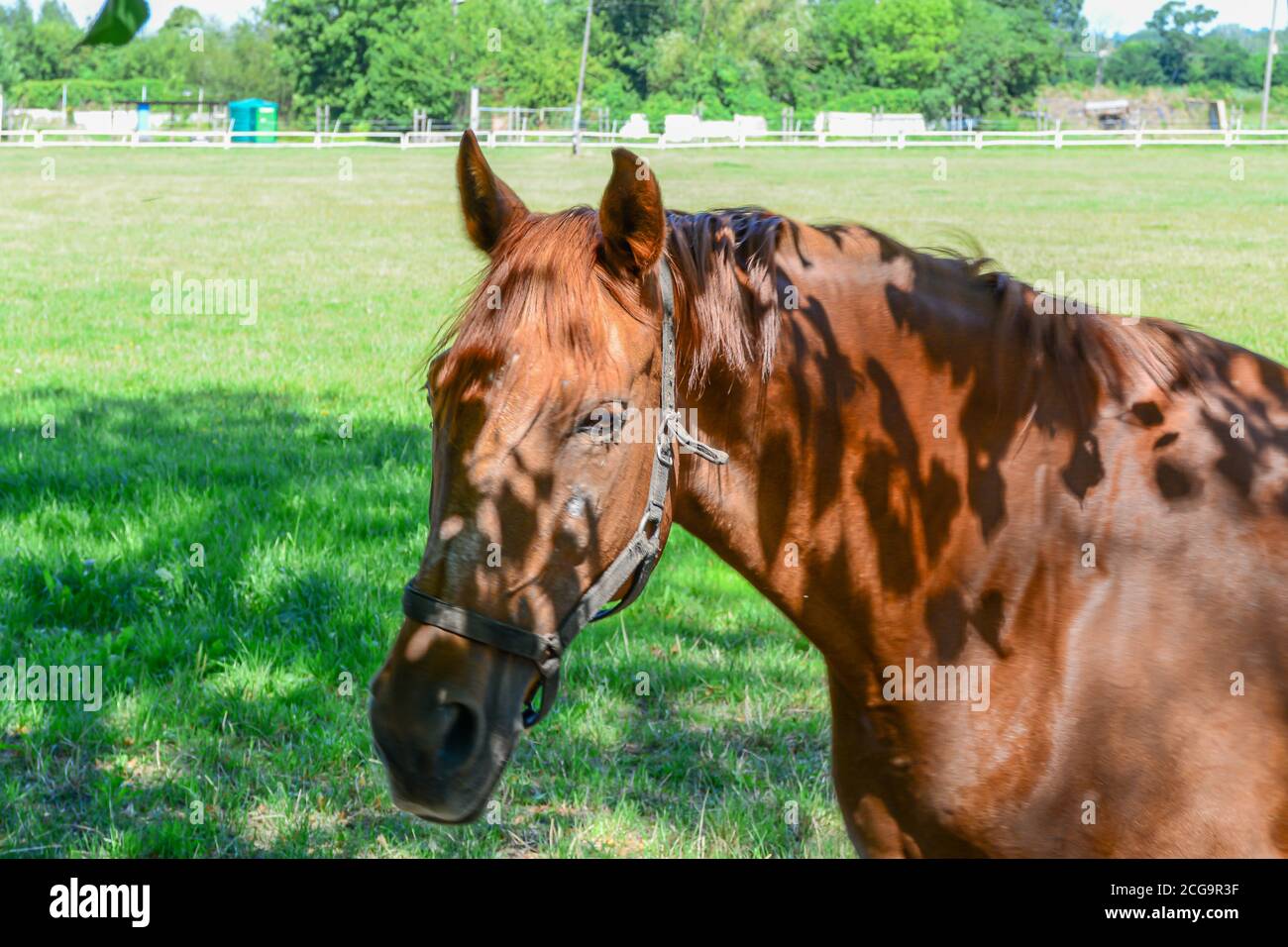 Die Pferde, die auf dem Fahrerlager laufen. Stockfoto