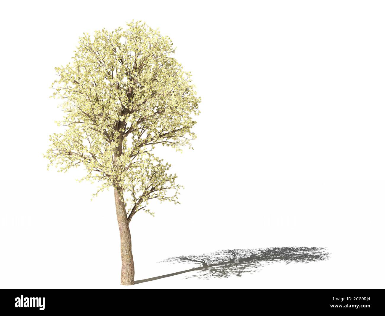 Blühender Birnenbaum. Pyrus communis oder Europäische Birne während der Blüte auf weißer Oberfläche mit Schatten. Isoliert. 3D-Illustration Stockfoto