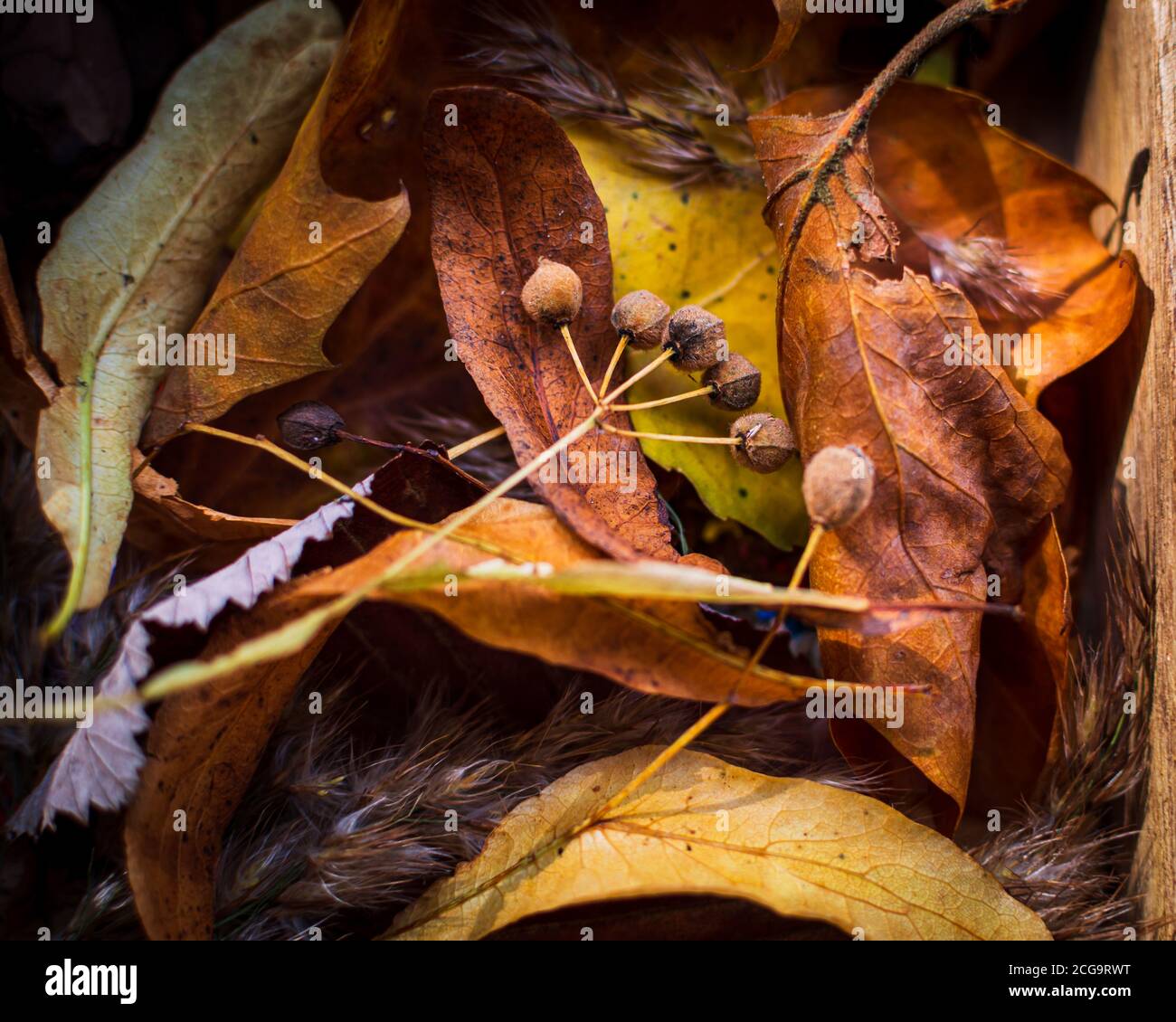 Nahaufnahme der Lindenbaum-Saatknospen, die von Gelb und Orange umgeben sind Herbstlaub Stockfoto