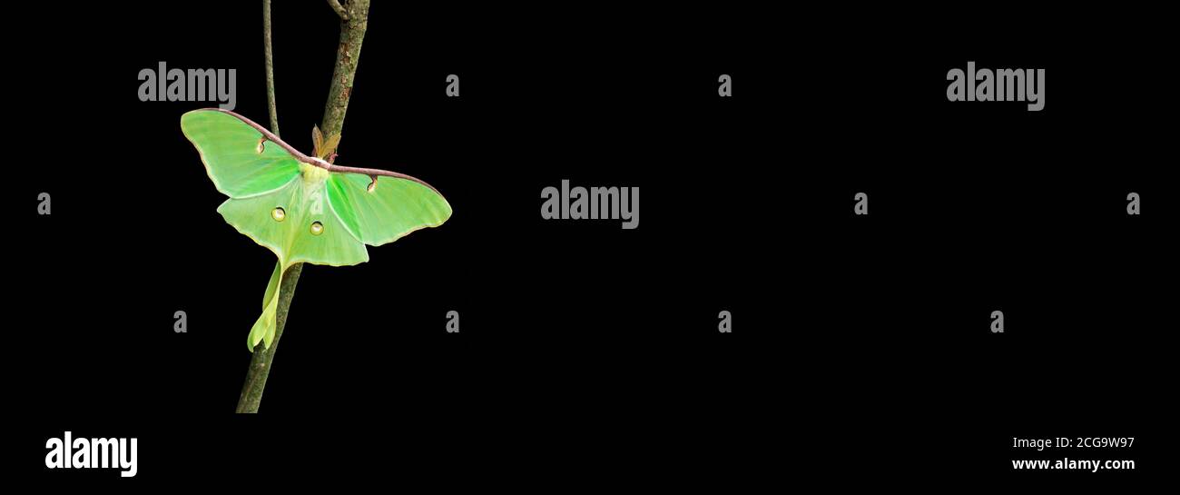 Grüne gelbe Luna Moth auf schwarzem Hintergrund mit Textraum Auf der rechten Seite Stockfoto