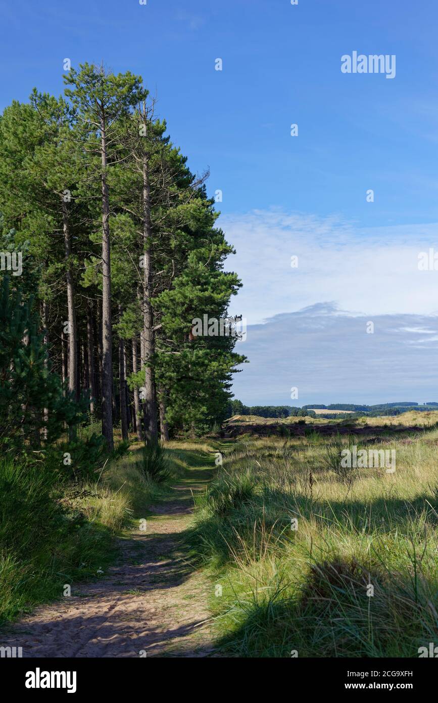 Der sandige schattige Wanderweg oder Wanderweg zwischen Tentsmuir Forest und Tay Heath an der Tay Mündung an einem frühen Morgen im August. Stockfoto