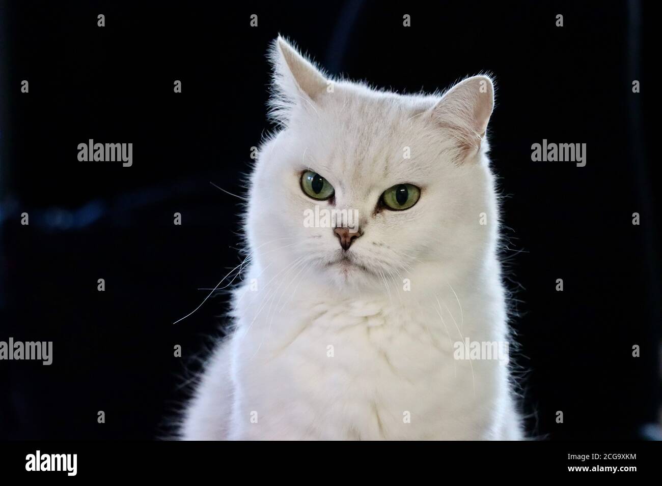 Britische Kurzhaar schwarz getippte weiße Katze mit grünen Augen Stockfoto