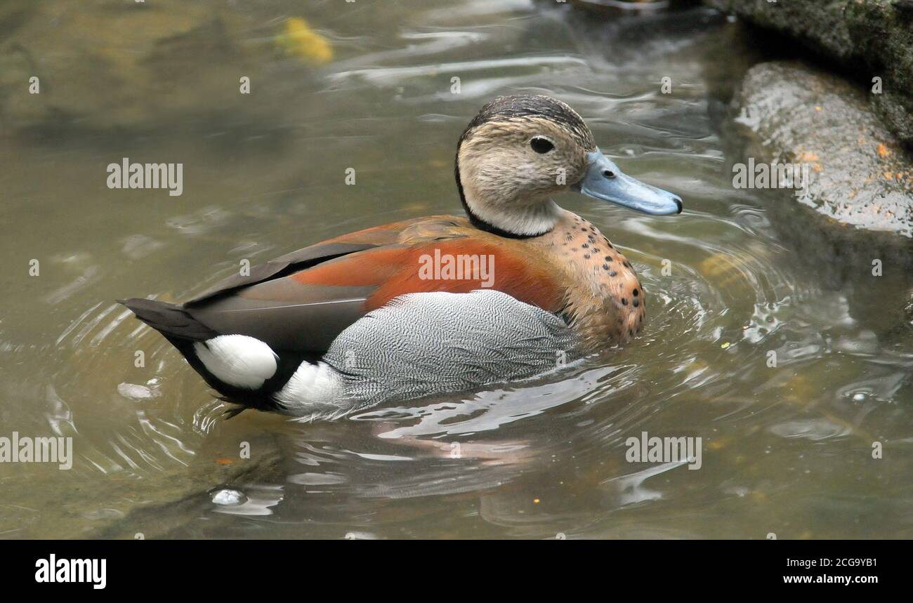 RINGED TEAL Stockfoto