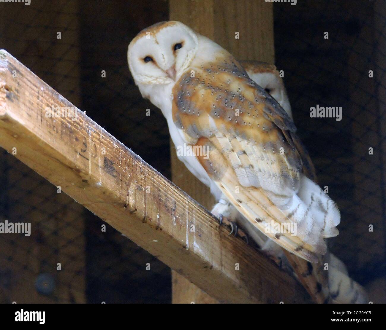 SCHLEIEREULE Stockfoto