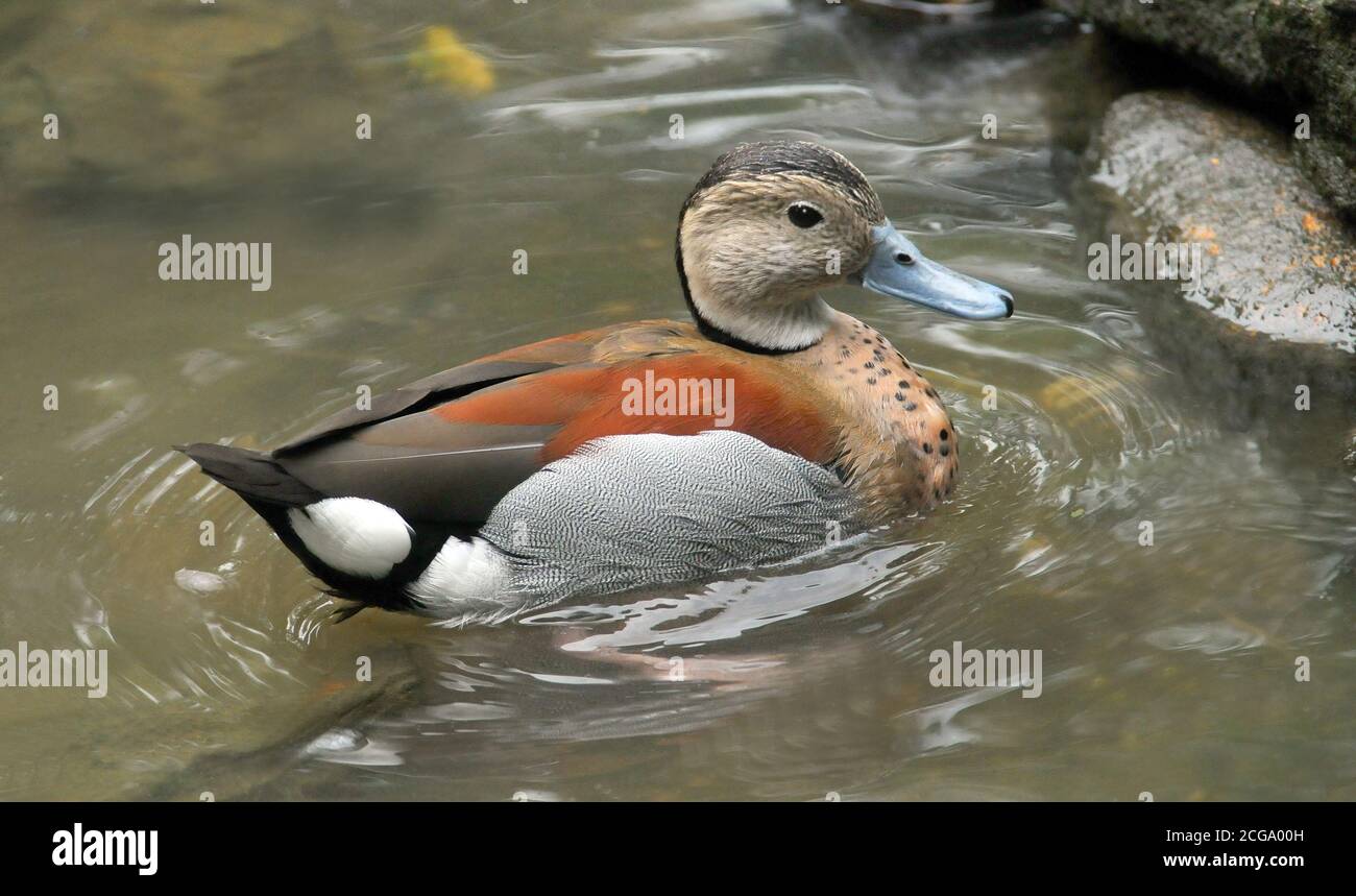 RINGED TEAL Stockfoto