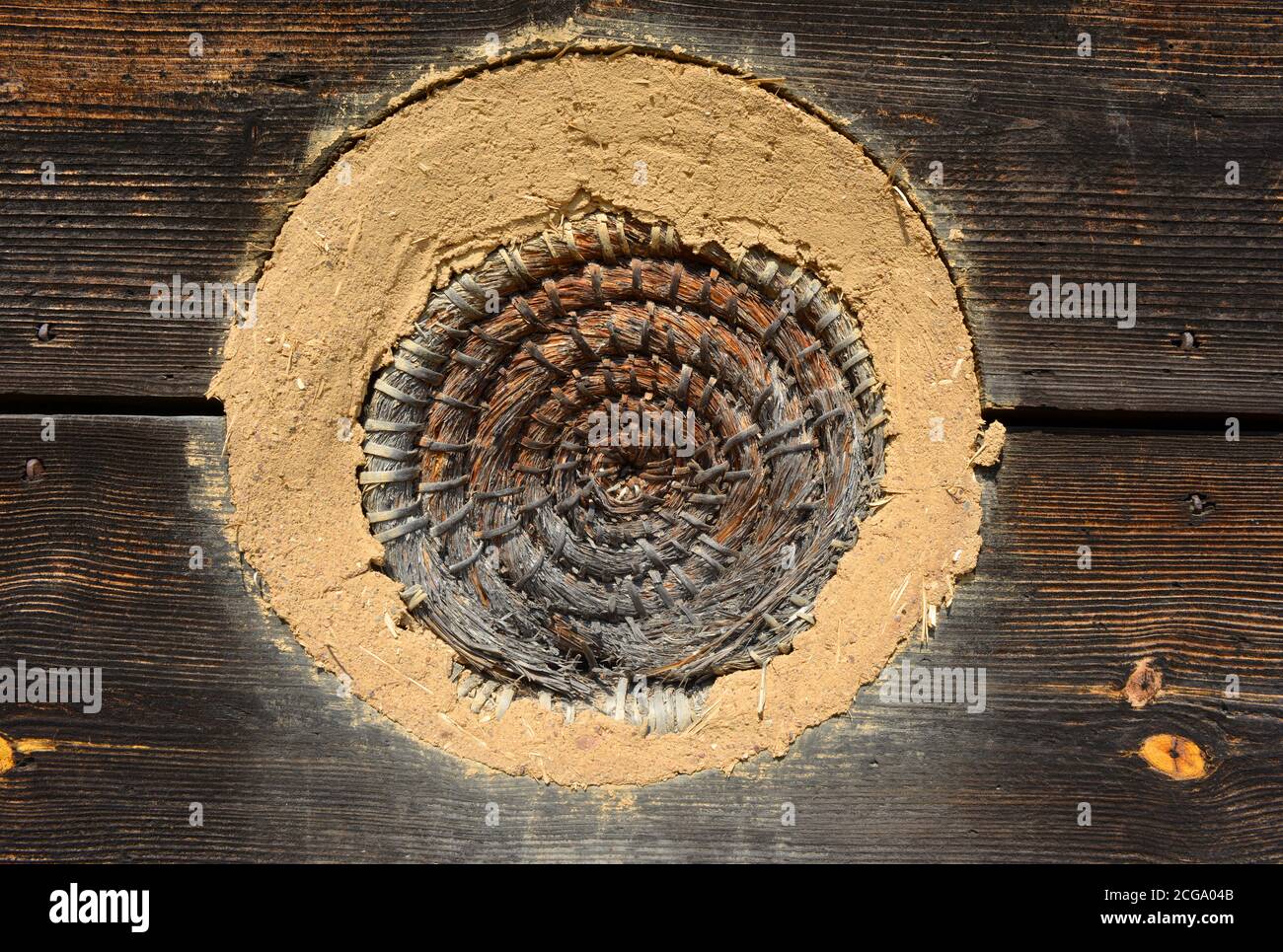 Bienenstock bauen in Planken mit Lehmputz, ökologische traditionelle Bienenhaus Stockfoto