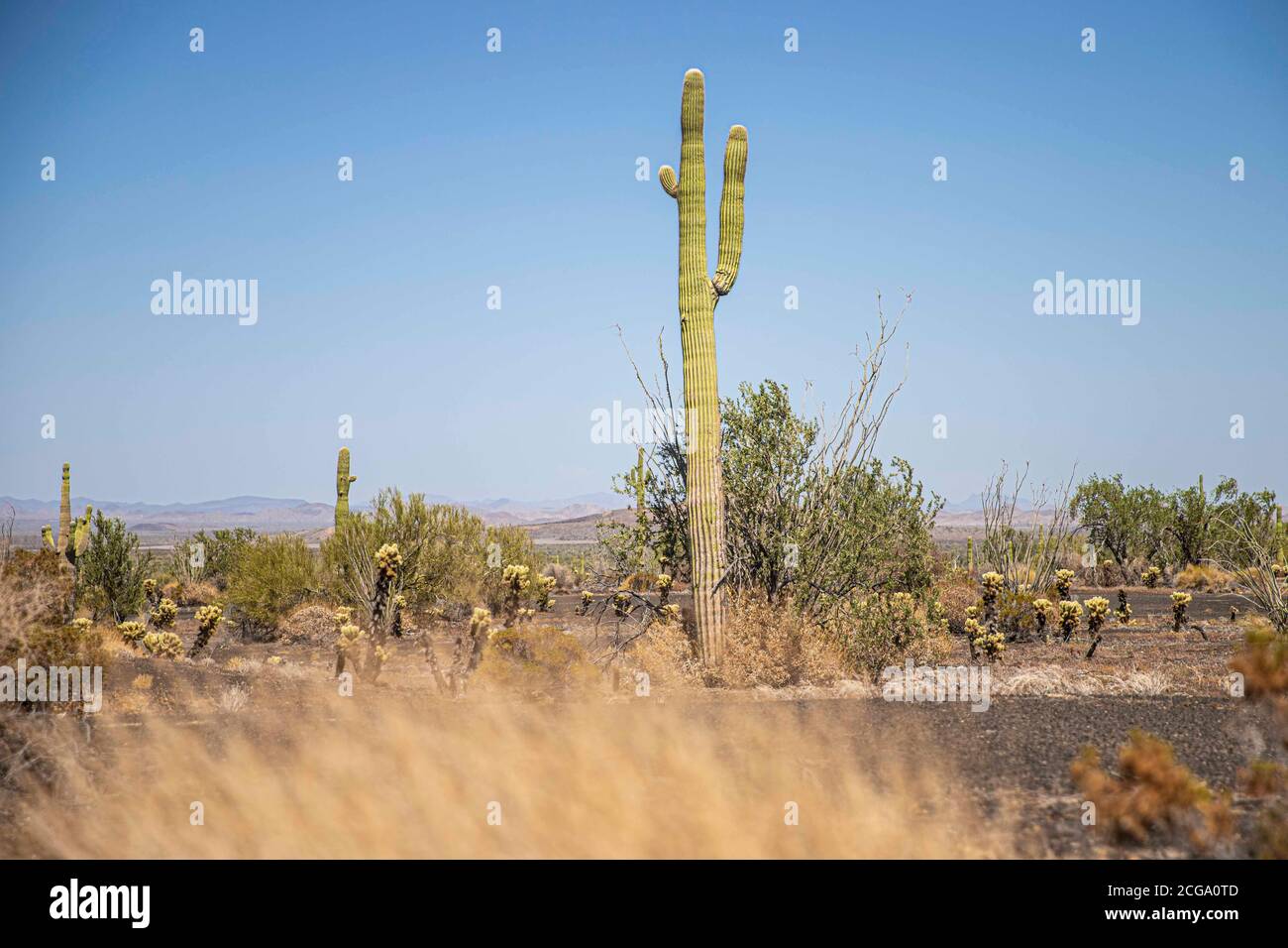 Kaktus gigante mexicano, Pachycereus pringlei, cardón gigante mexicano o Cactus elefante, especie de Cactus nativa del noroeste de México en los estados de Baja California, Baja California Sur y Sonora. Desierto de Sonora en la sierra de la Reserva de la Biosfera El Pinacate y gran desierto de Altar en Sonora, Mexiko. Patrimonio de la Humanidad por la UNESCO. Ecosistema tipico entre la frontera del desierto de Arizona y Sonora. Plantas y vegetacion escasa del desierto. Arido, seco, sequia. SE le conoce comúnmente como cardón, un nombre derivado de la palabra española cardo, que significa 'car Stockfoto