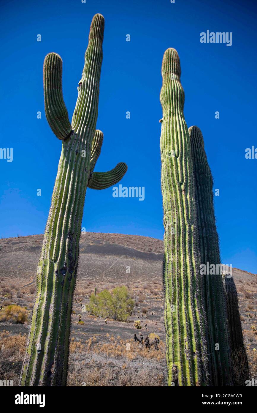 Kaktus gigante mexicano, Pachycereus pringlei, cardn gigante mexicano o  Cactus elefante, especie de Cactus nativa del noroeste de Mxico en los  estados de Baja California, Baja California Sur y Sonora. Desierto de