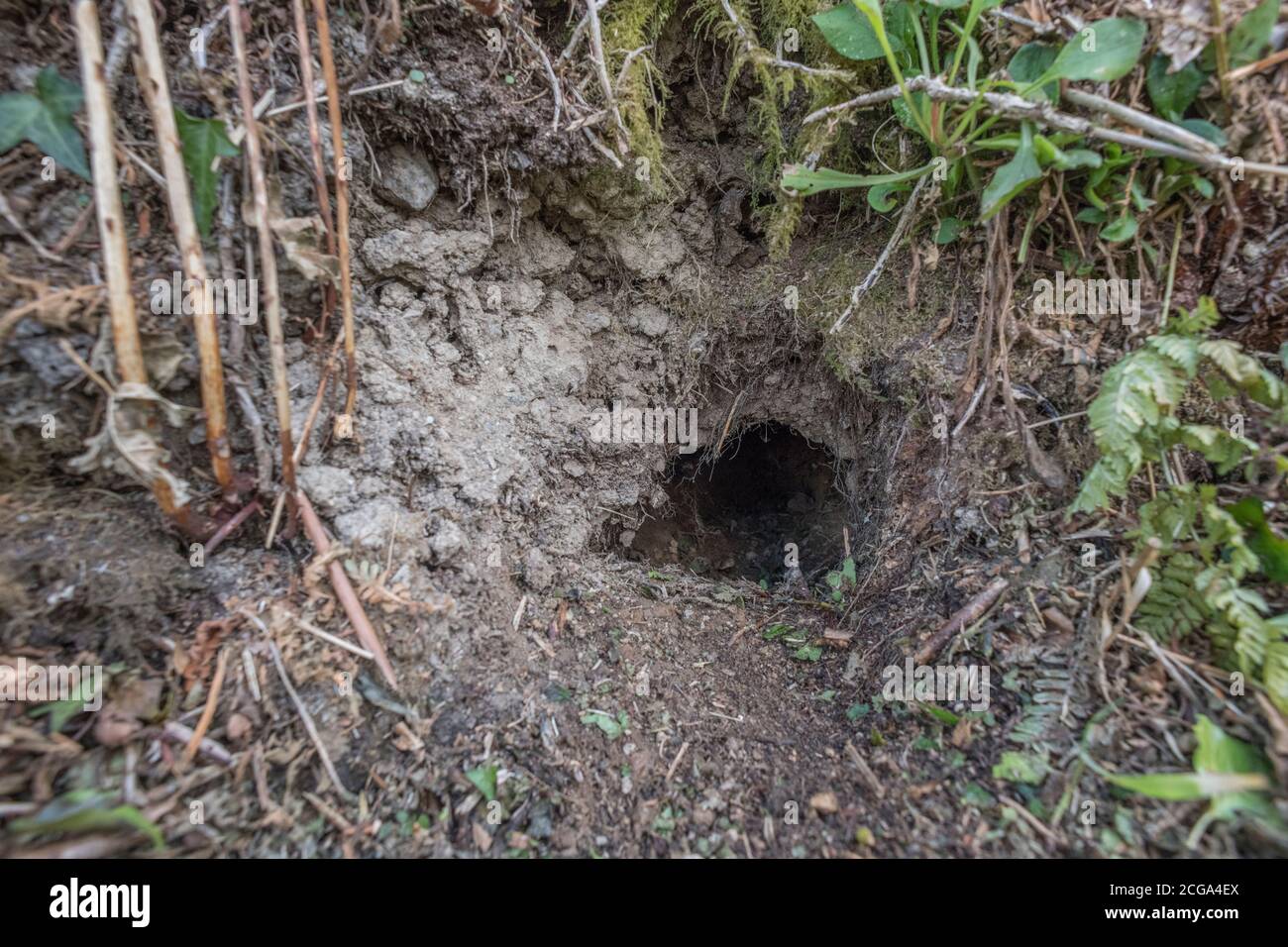 Kaninchenloch in kornischer Hedgerow. Metapher unten im Kaninchenloch, Verschwörungstheorien, Tiergräten, Eintritt in den unbekannten Kaninchenlauf, sicherer Hafen. Stockfoto