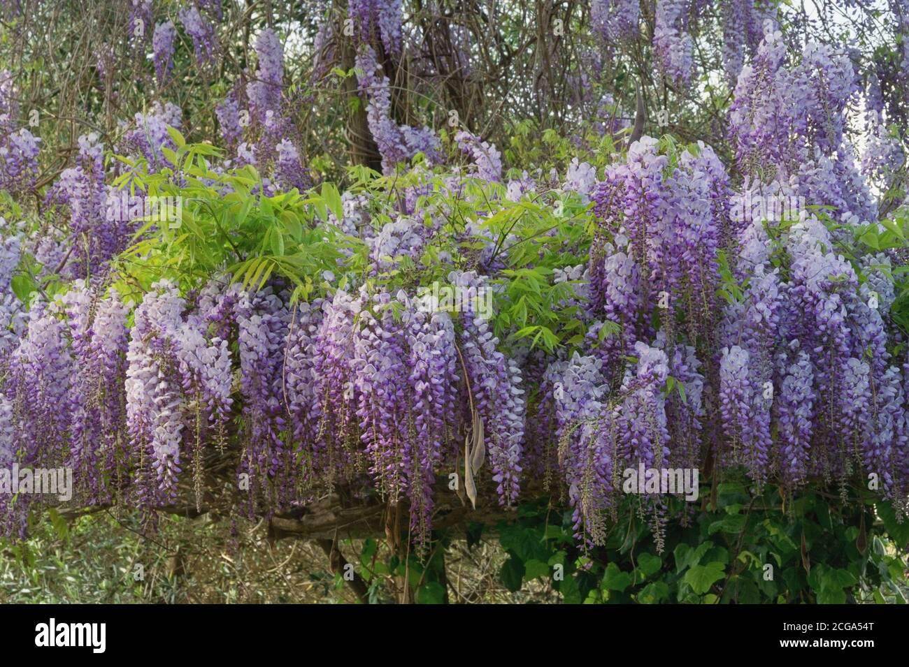 Frühlingsblumen. Blühende Glyzinie Rebe im mediterranen Garten Stockfoto