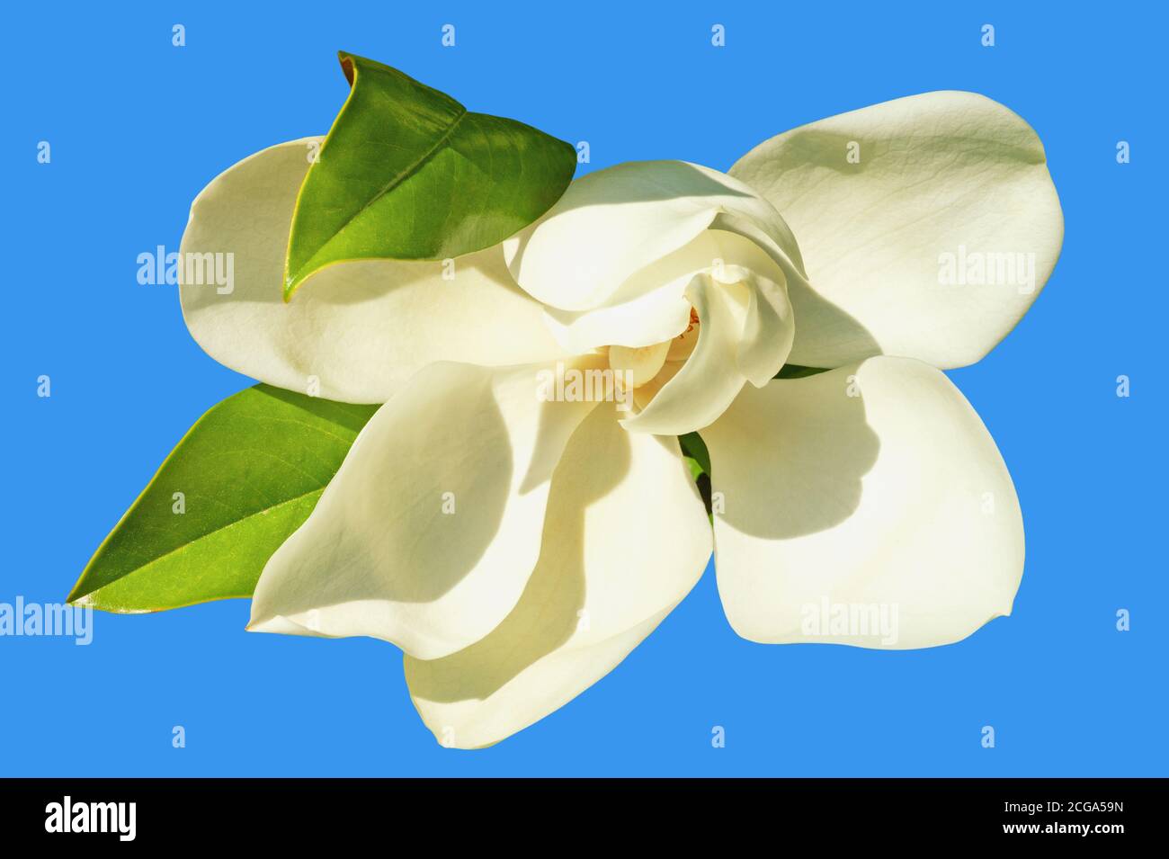 Eine Magnolienblüte ( Magnolia grandiflora ) Isoliert auf blauem Hintergrund Stockfoto