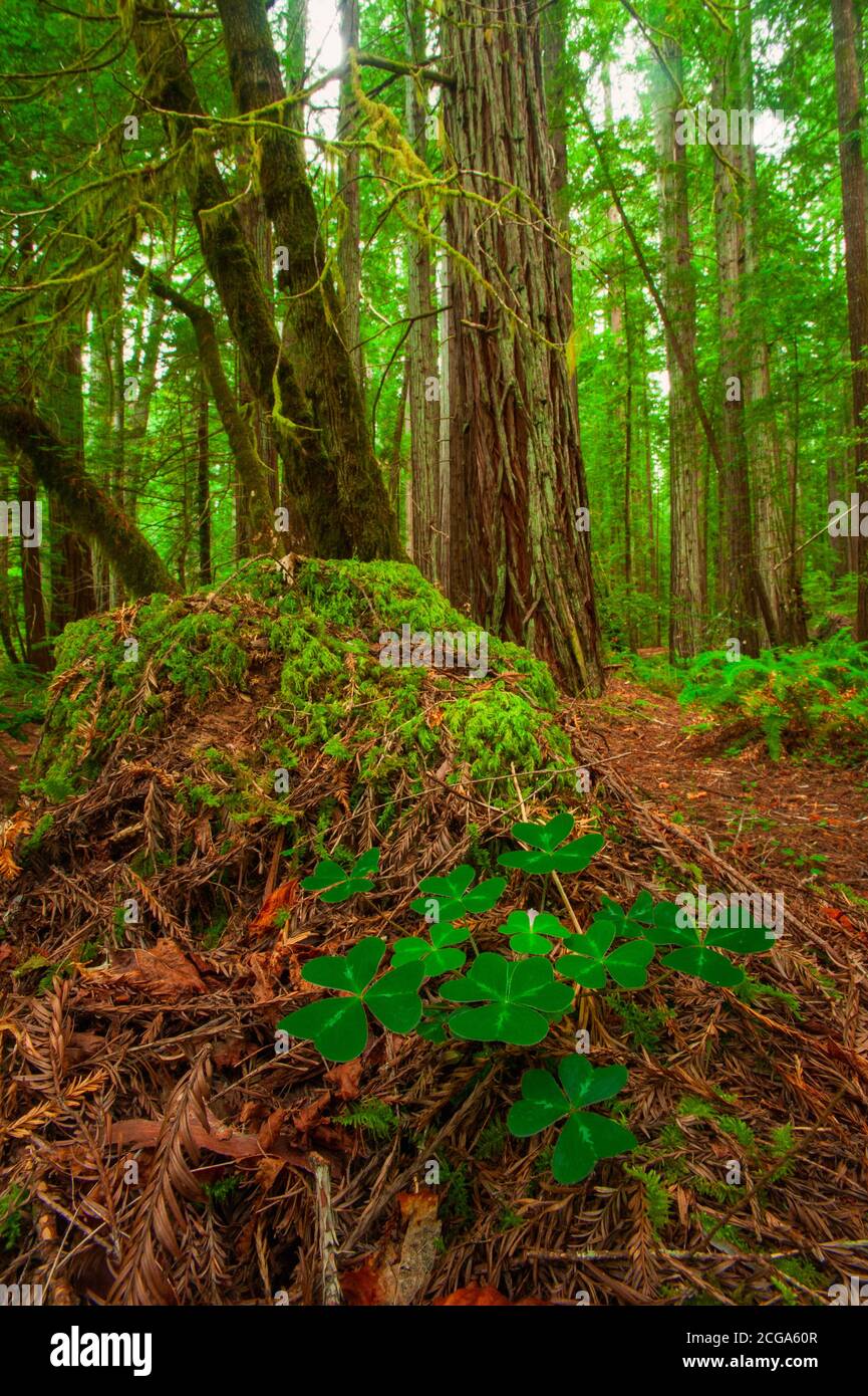 Redwood Sorrel (Oxalis oregana), Humbolt Redwoods State Park, Kalifornien, USA Stockfoto