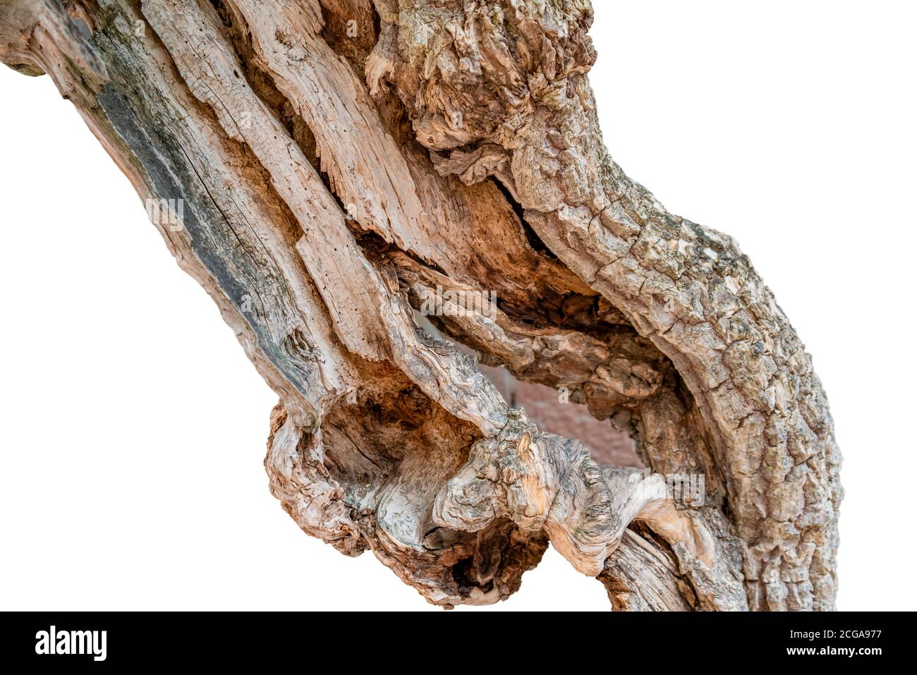 Alte gebrochene Baumstamm in weißem Rücken Stockfoto