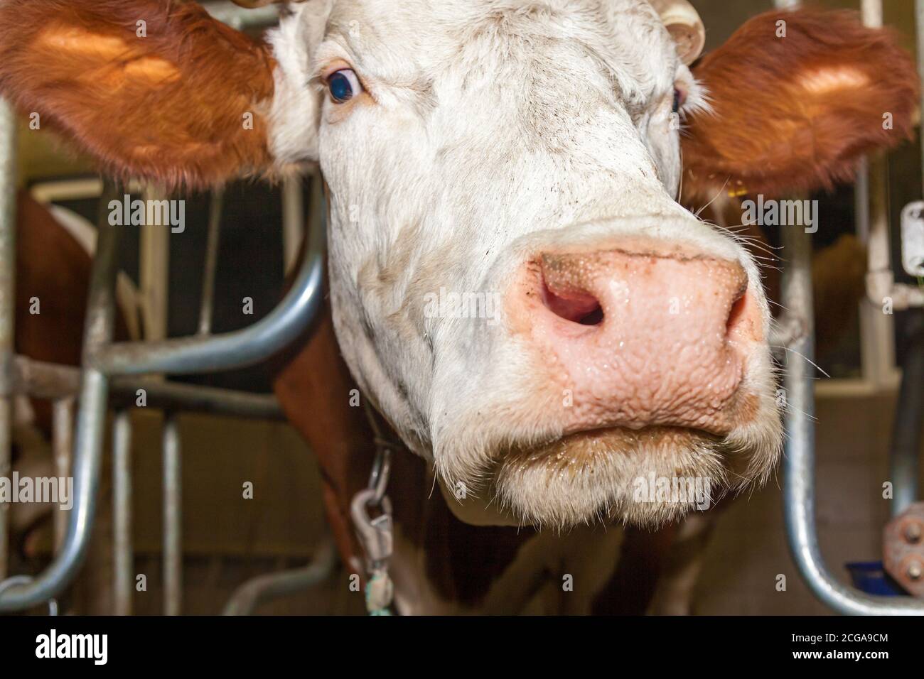 Ein Corral für Kühe in einer Öko-Farm. Öko-Bauernhof für die Produktion von Milchprodukten Milch, Käse, Quark, Sauerrahm und Butter. Stall für Kühe in Stockfoto