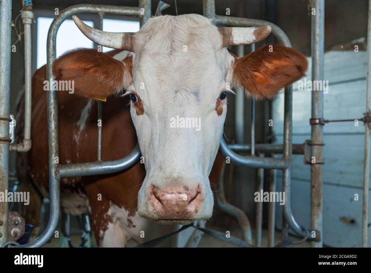 Ein Corral für Kühe in einer Öko-Farm. Öko-Bauernhof für die Produktion von Milchprodukten Milch, Käse, Quark, Sauerrahm und Butter. Stall für Kühe in Stockfoto