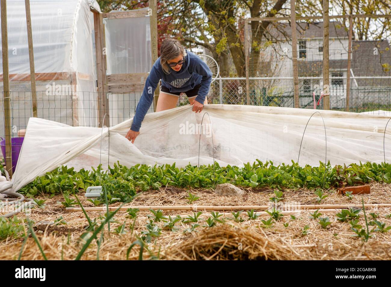 Die Bäuerin lehnt sich an, um die Ernte mit einem Schutztuch zu bedecken Im Garten Stockfoto