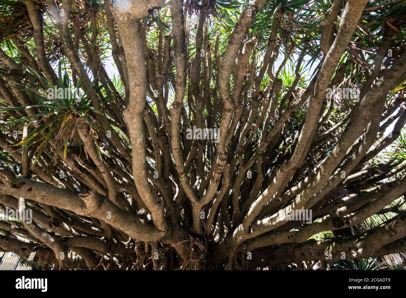 Tropischer Botanischer Garten im Zentrum von Lissabon, Portugal Stockfoto