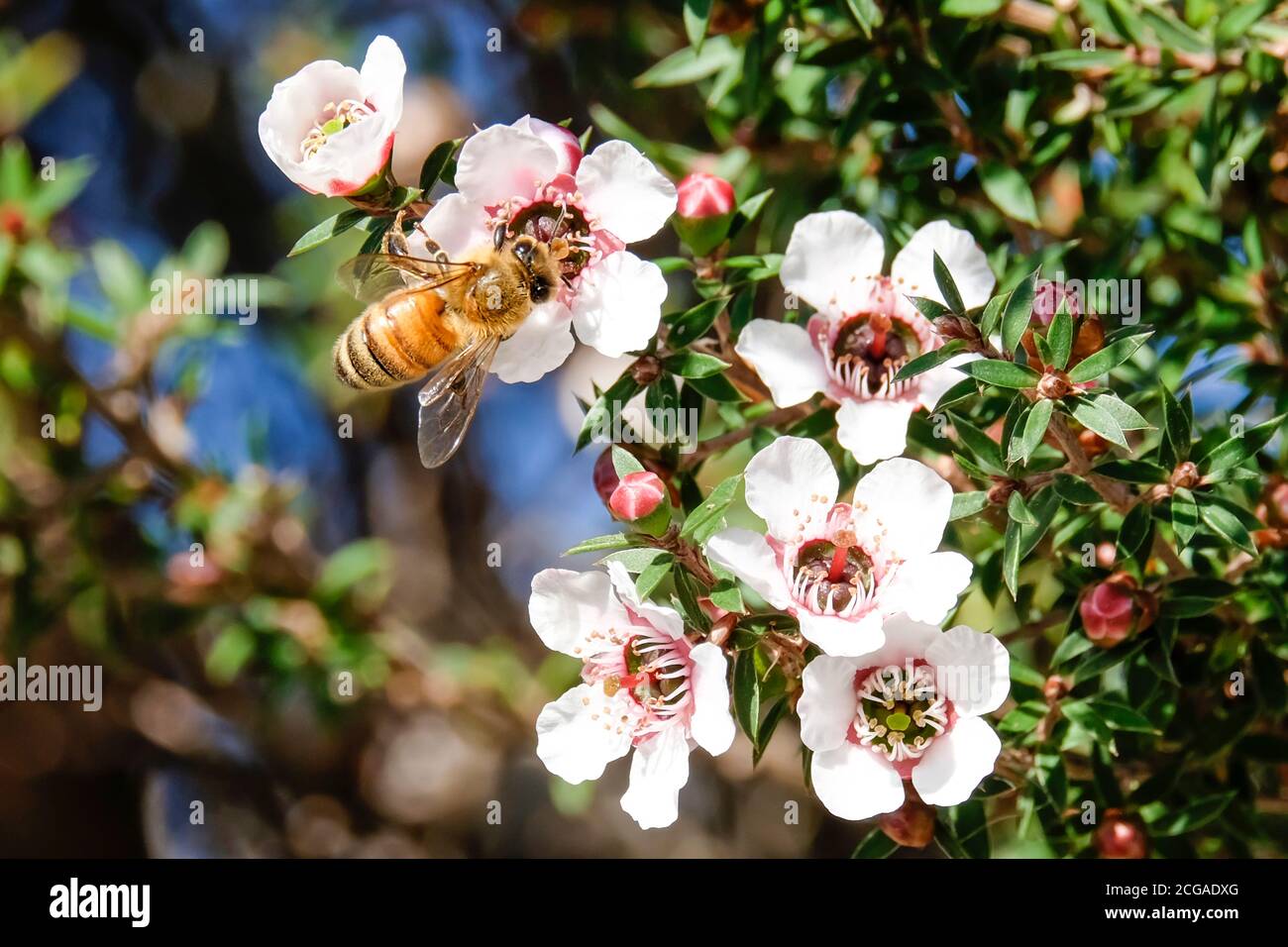 Honey Bee Sammeln Pollen aus Neuseeland Manuka Blumen Stockfoto
