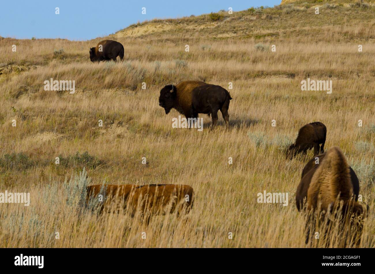 Theodore Roosevelt National Park Stockfoto