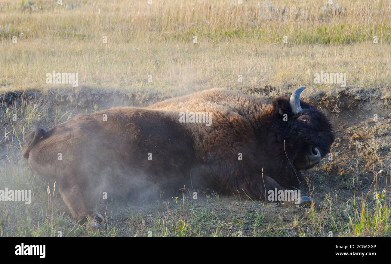 Bison rollt in den Schmutz, um Staub auf seine Haut hinzuzufügen, um Insekten vor dem Beißen zu schützen. Theodore Roosevelt National Park Stockfoto