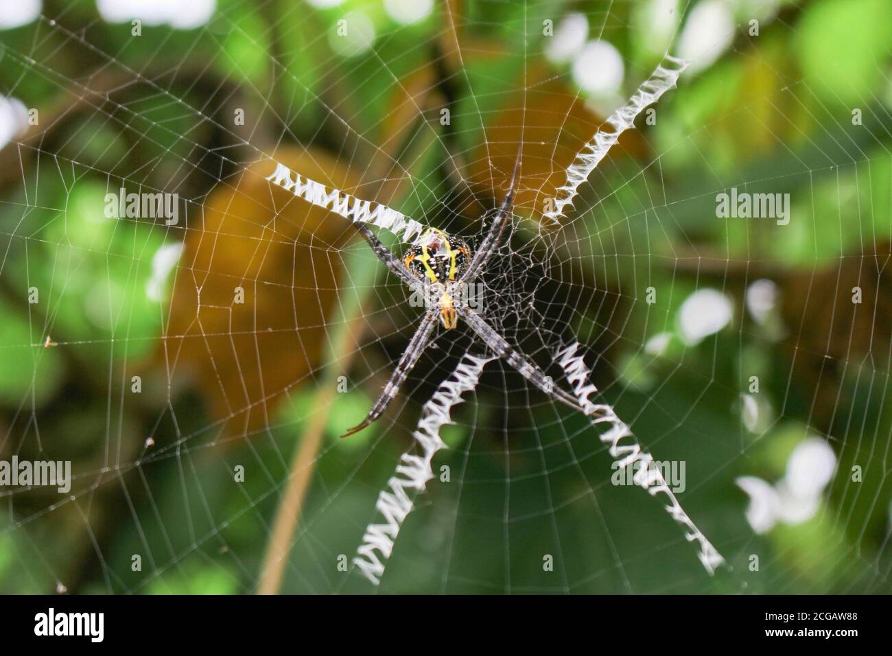 Die schönste Spinne, Spinne, die auf dem Netz sitzt, Spinne in asien Stockfotografie Alamy