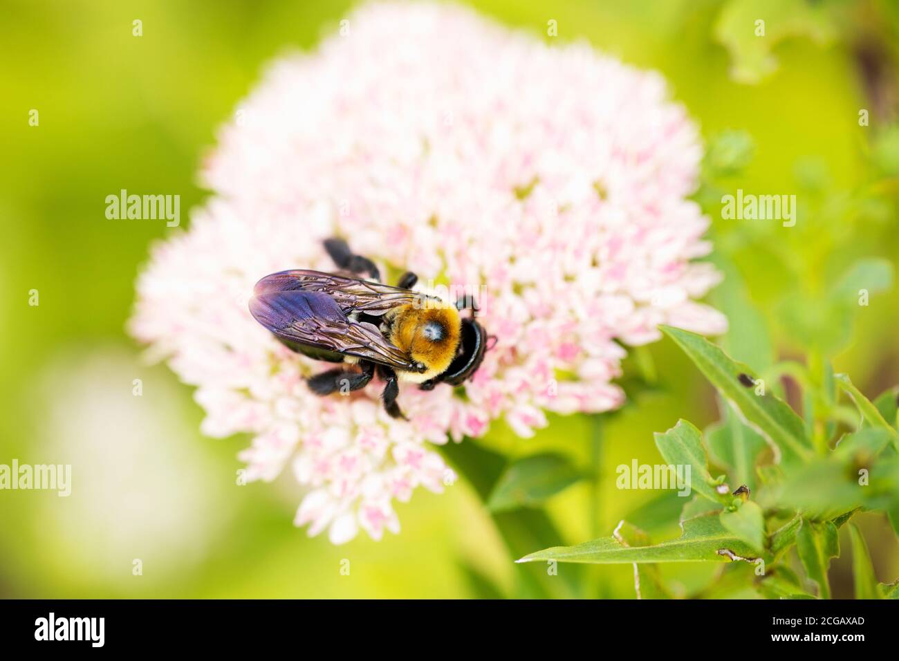 Östliche Zimmermannbiene (Xylocopa virginica) auf Orpin (Sedum telephium). Stockfoto