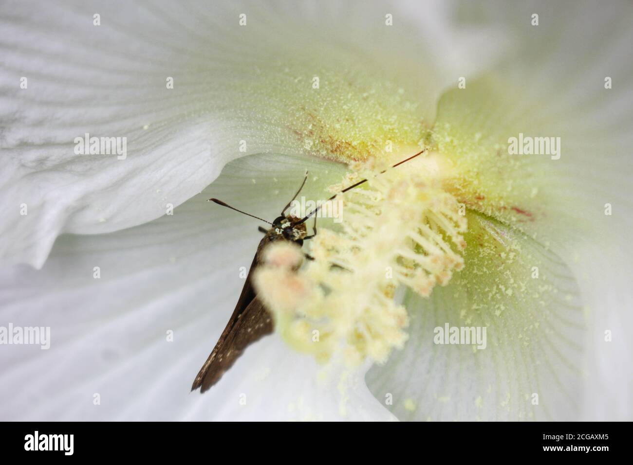 Weiße Blume und Schönheit butterfly, butterfly auf weiße Blume Hintergrundbild Stockfoto