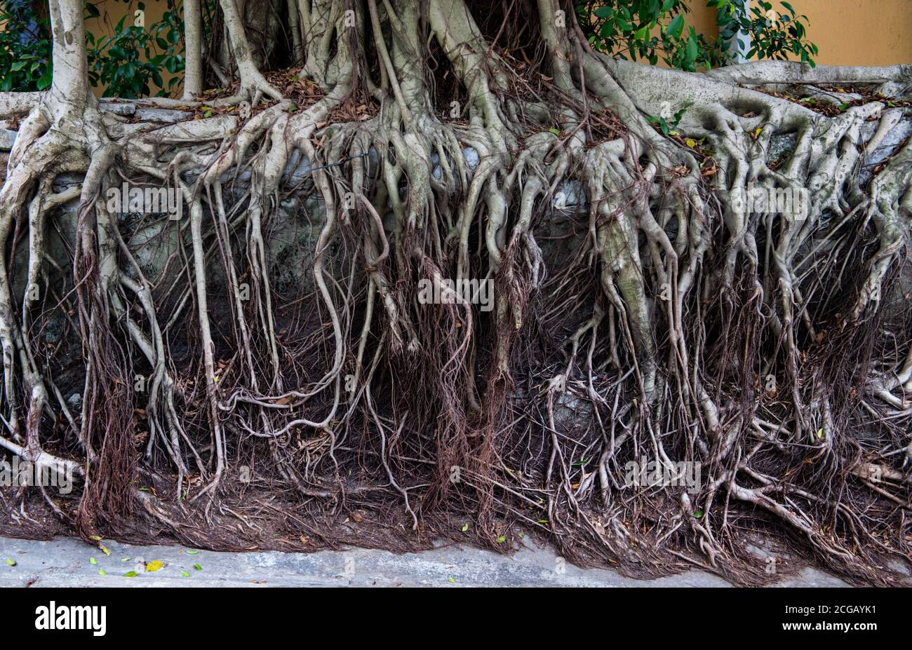 Hongkong, China: 25. März 2020. Wurzeln der Banyan Trees in der Pound Lane Hongkong. Alamy Stock Image/Jayne Russell Stockfoto