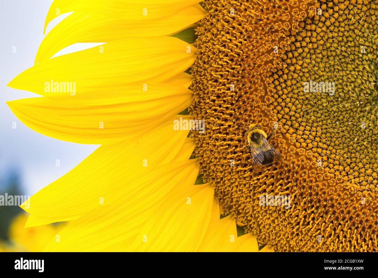 Nahaufnahme einer Biene, die eine leuchtend gelbe Sonnenblume bestäubt. Stockfoto