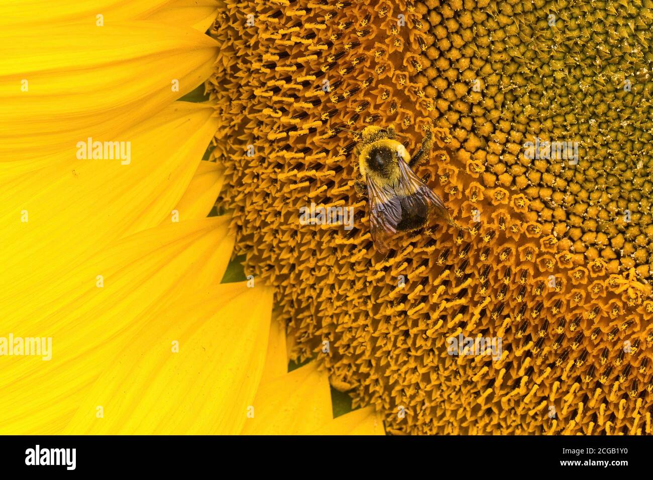 Makrofoto einer Biene, die eine leuchtend gelbe Sonnenblume bestäubt. Stockfoto