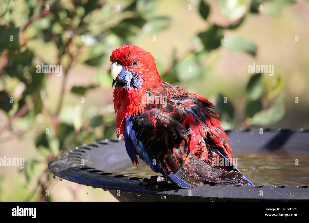 Crimson Rosella (Platycercus elegans) baden, South Australia Stockfoto
