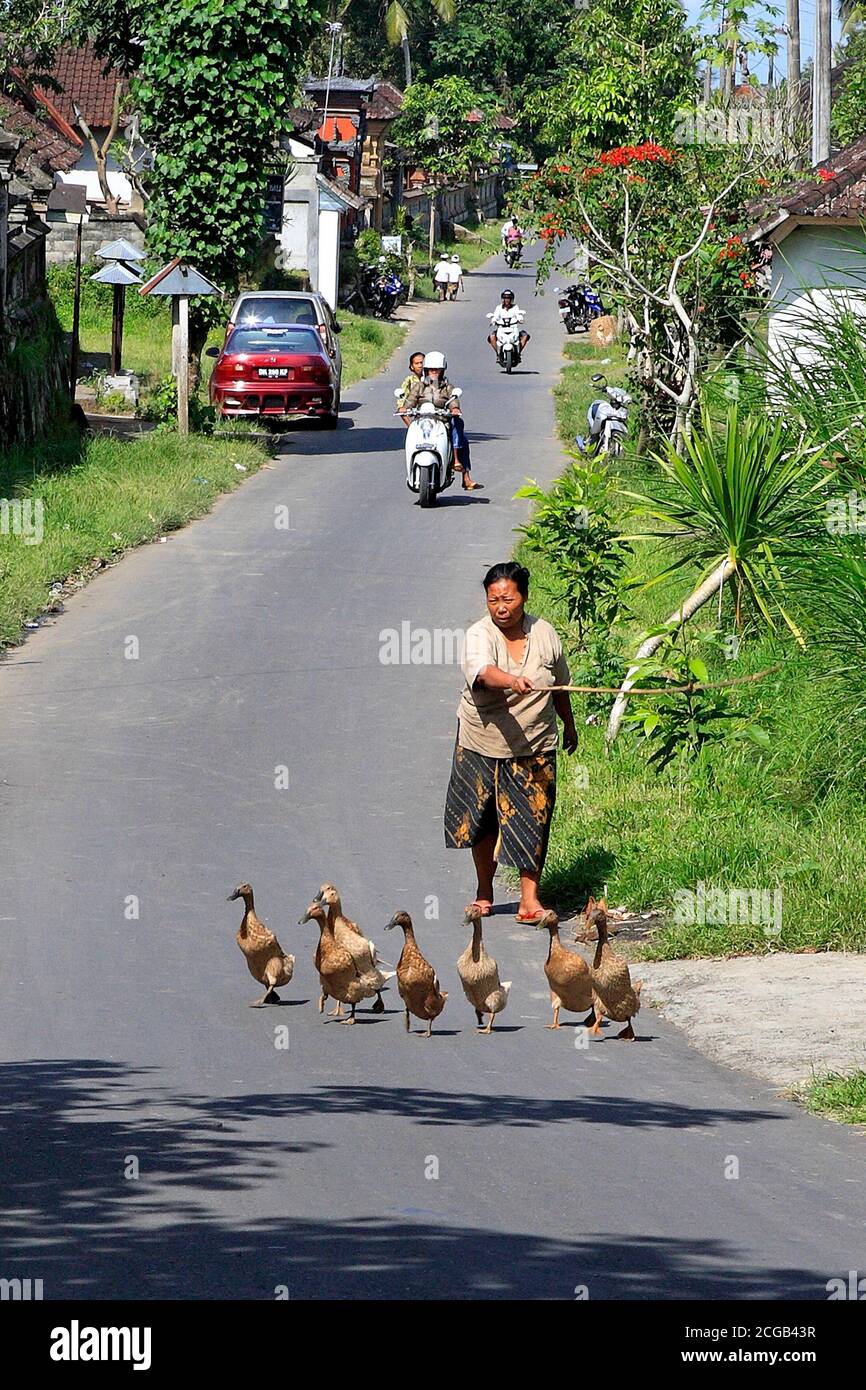 Die Hauptstraße in einem kleinen Dorf in Bali. Eine Frau Herden ihre Enten im Vordergrund. In der Nähe von Ubud. Bali, Indonesien Stockfoto