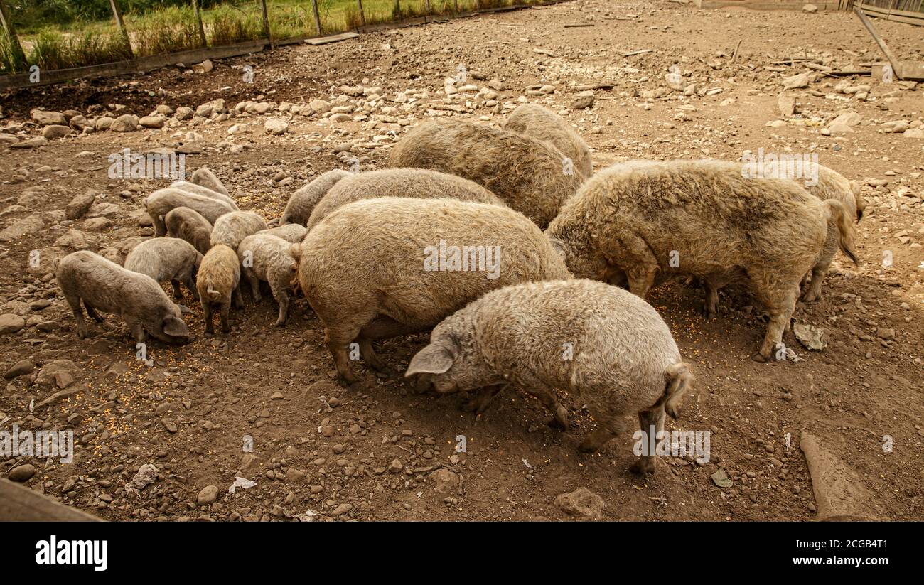 Mangalica eine ungarische Rasse von Hausschwein in Schweinerei Stockfoto