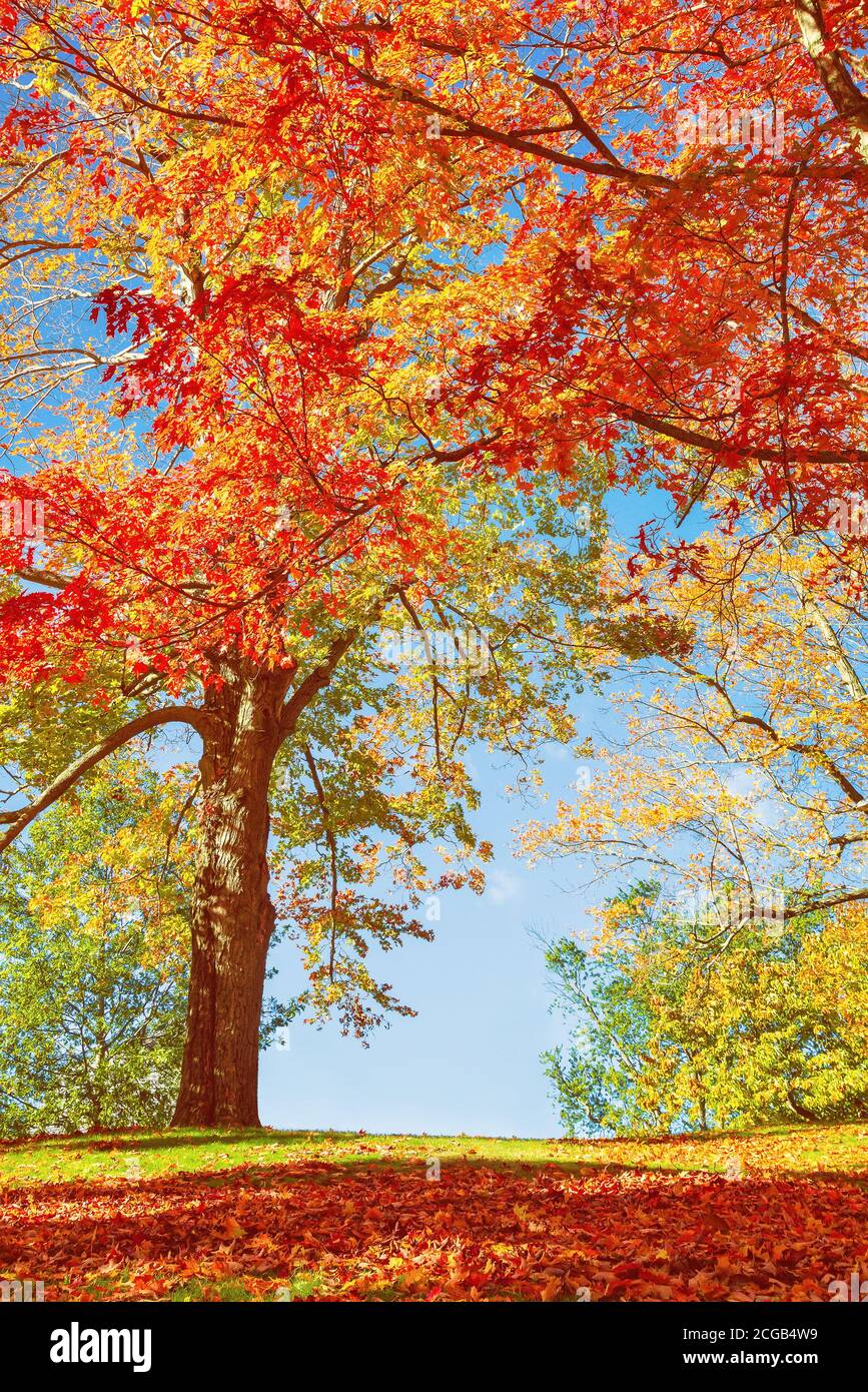Farbenfrohe Herbstbäume in einem Park in Neuengland. Blauer Himmel Hintergrund. Stockfoto