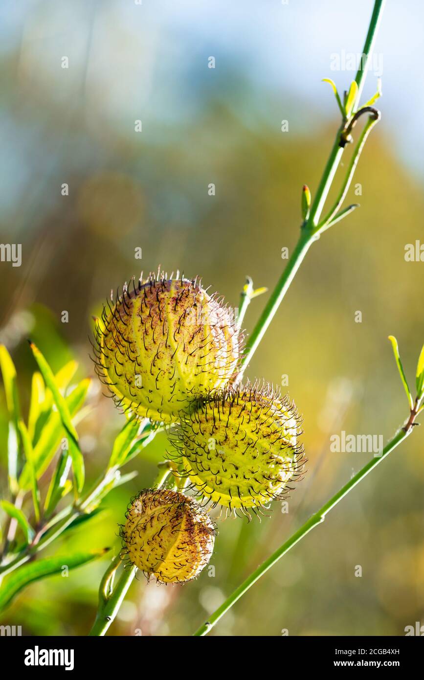Gomphocarpus physocarpus Fotos und Bildmaterial in hoher Auflösung
