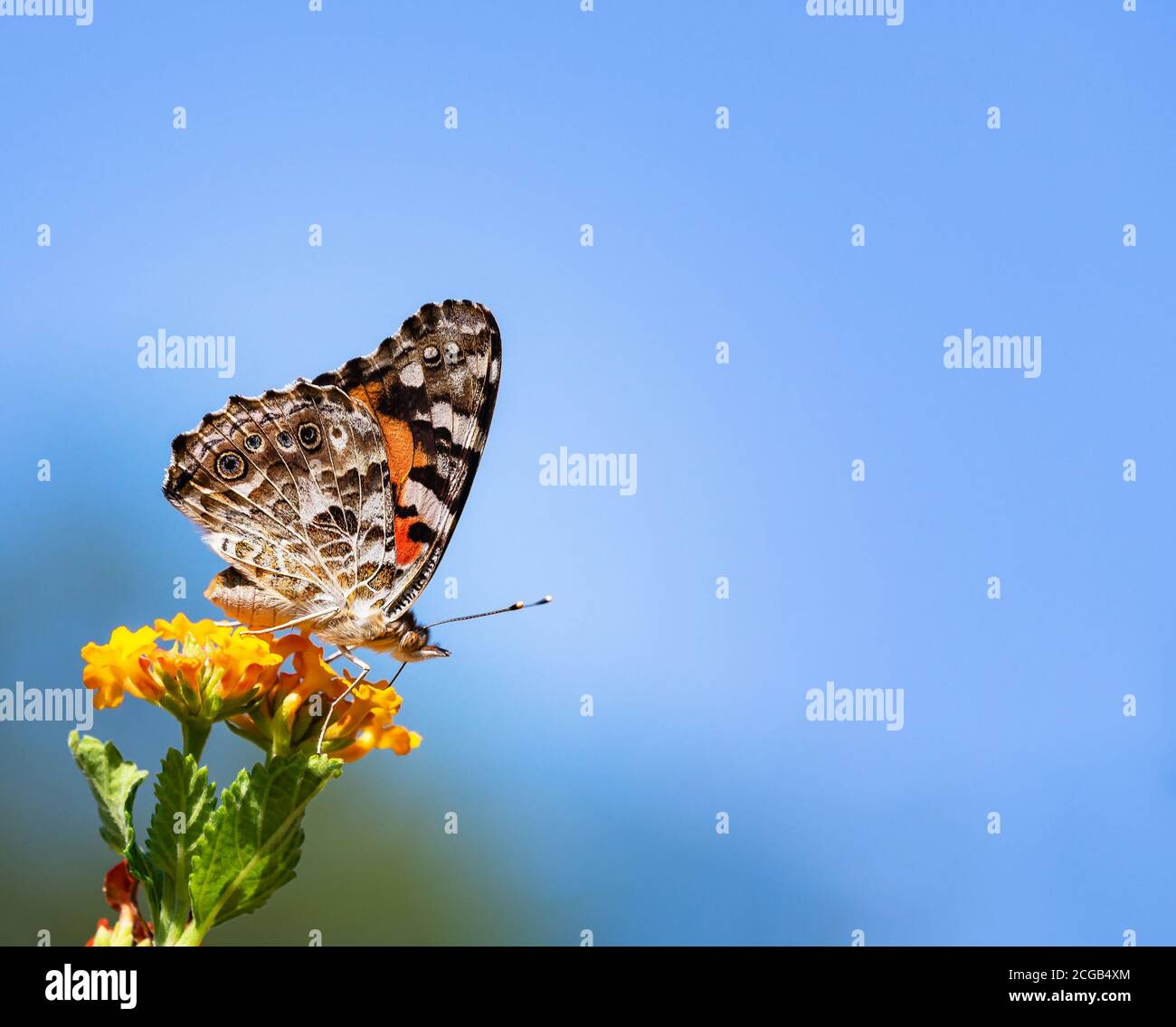 Gemalte Dame Schmetterling (Vanessa cardui) Fütterung auf lantana Blumen in Texas. Schöner blauer Himmel Hintergrund mit Kopierraum. Stockfoto