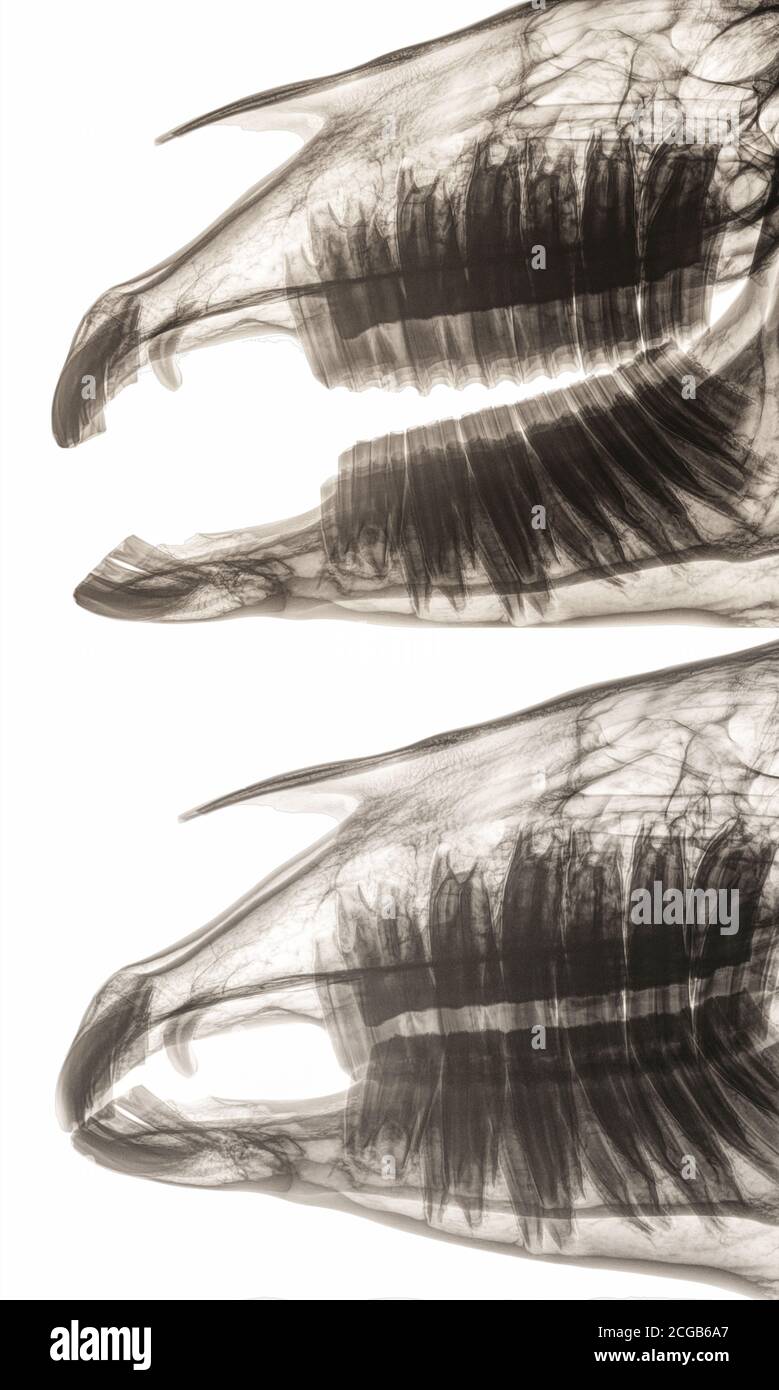 Röntgenaufnahme des Schädels eines Pferdes, Seitenansicht. Oberkiefer und Unterkiefer mit riesigen Zähnen offen (oben) und geschlossen (unten). Isoliert auf Weiß Stockfoto