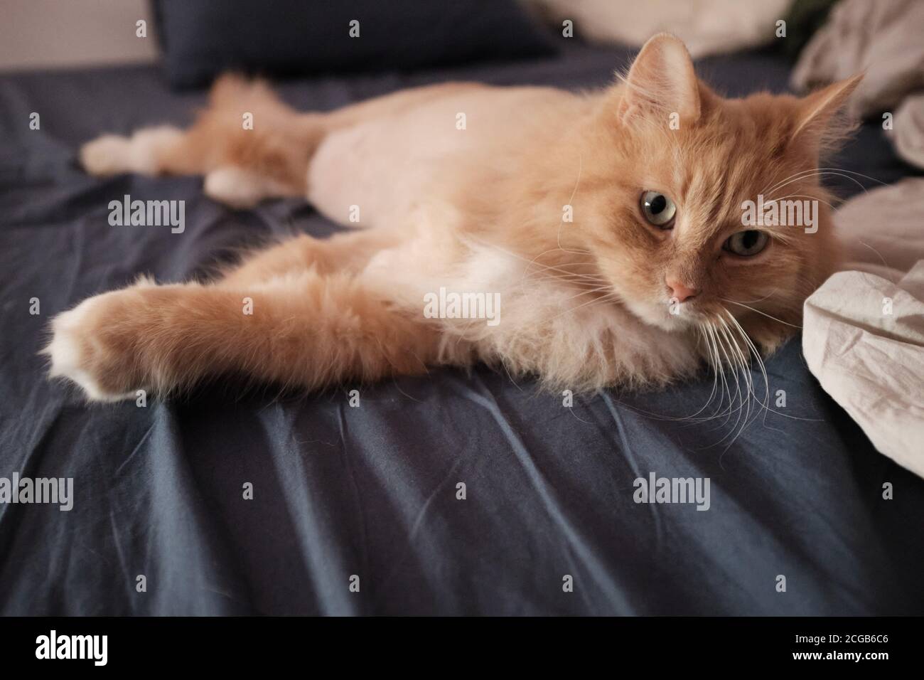 Ginger sibirische Katze auf dem Bett. Pelzige Pfoten, schöne Katze, reinrassig, Schatz Stockfoto