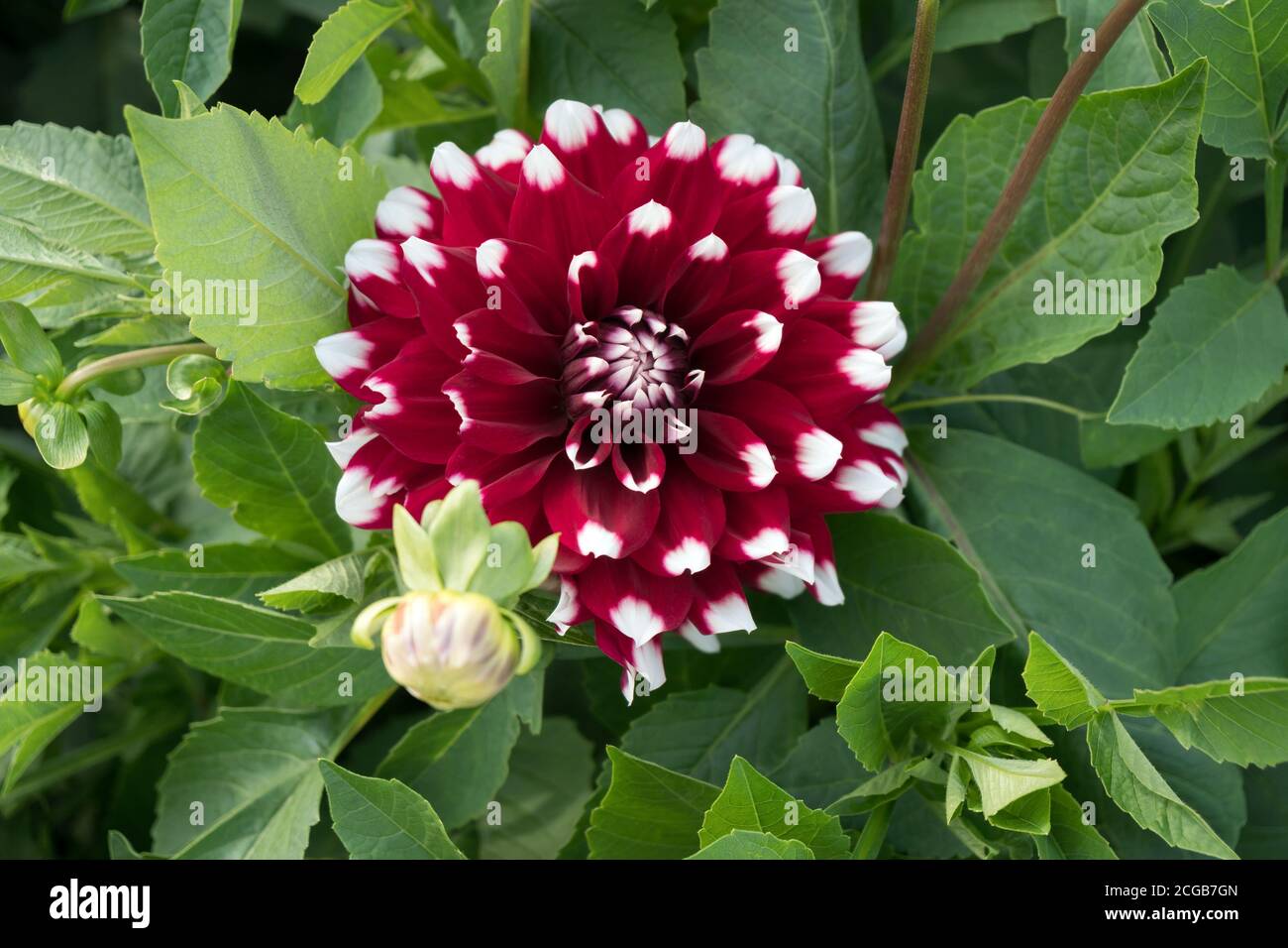 Der Blütenstand des zweifarbigen Dahlia Kolibri ist ein Duett unter dem Laub. Stockfoto