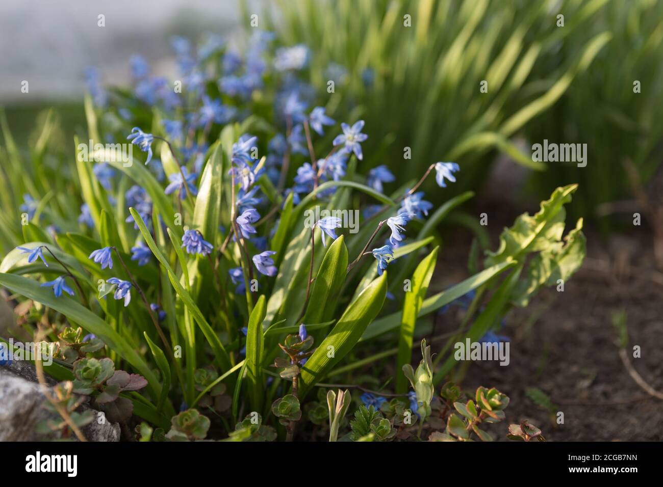 Mehrjährige, krautige, bauchige Pflanze Sibirische Scilla (lateinische Scilla siberica) blüht im frühen Frühjahr. Stockfoto