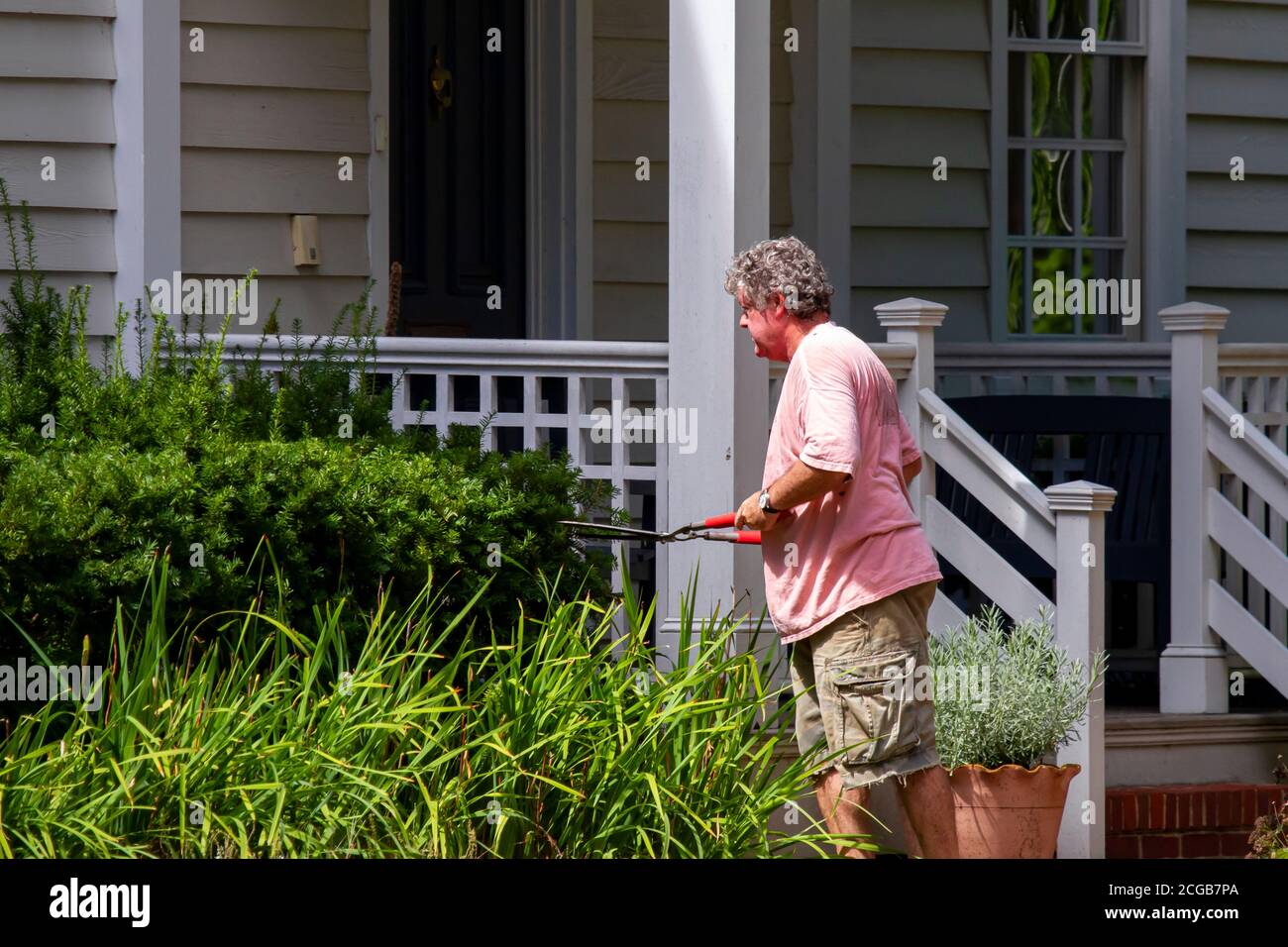 Chestertown ,MD, USA 08 30/2020: Ein älterer Mann trägt ein pinkes T-Shirt und eine Canvas-Hose und schneidet die Büsche auf dem Vorgarten seines Hauses mit Beschneidung Stockfoto