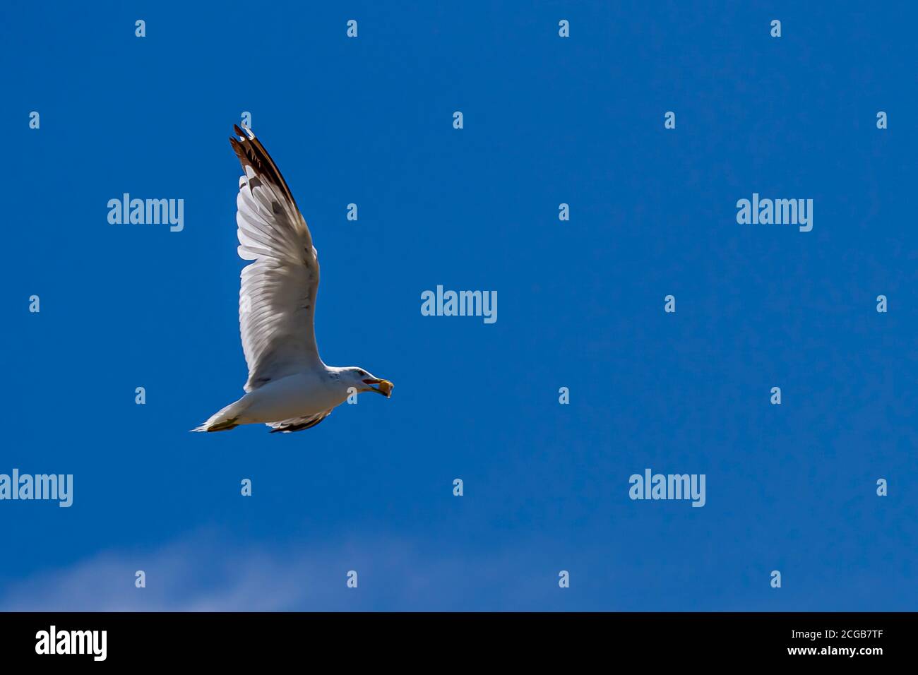 Eine Ringmöwe (Larus Delawarensis) trägt im Flug ein Stück Nahrung im Schnabel. Dies ist eine einheimische Möwenart für Chesapeake Bay wo Stockfoto