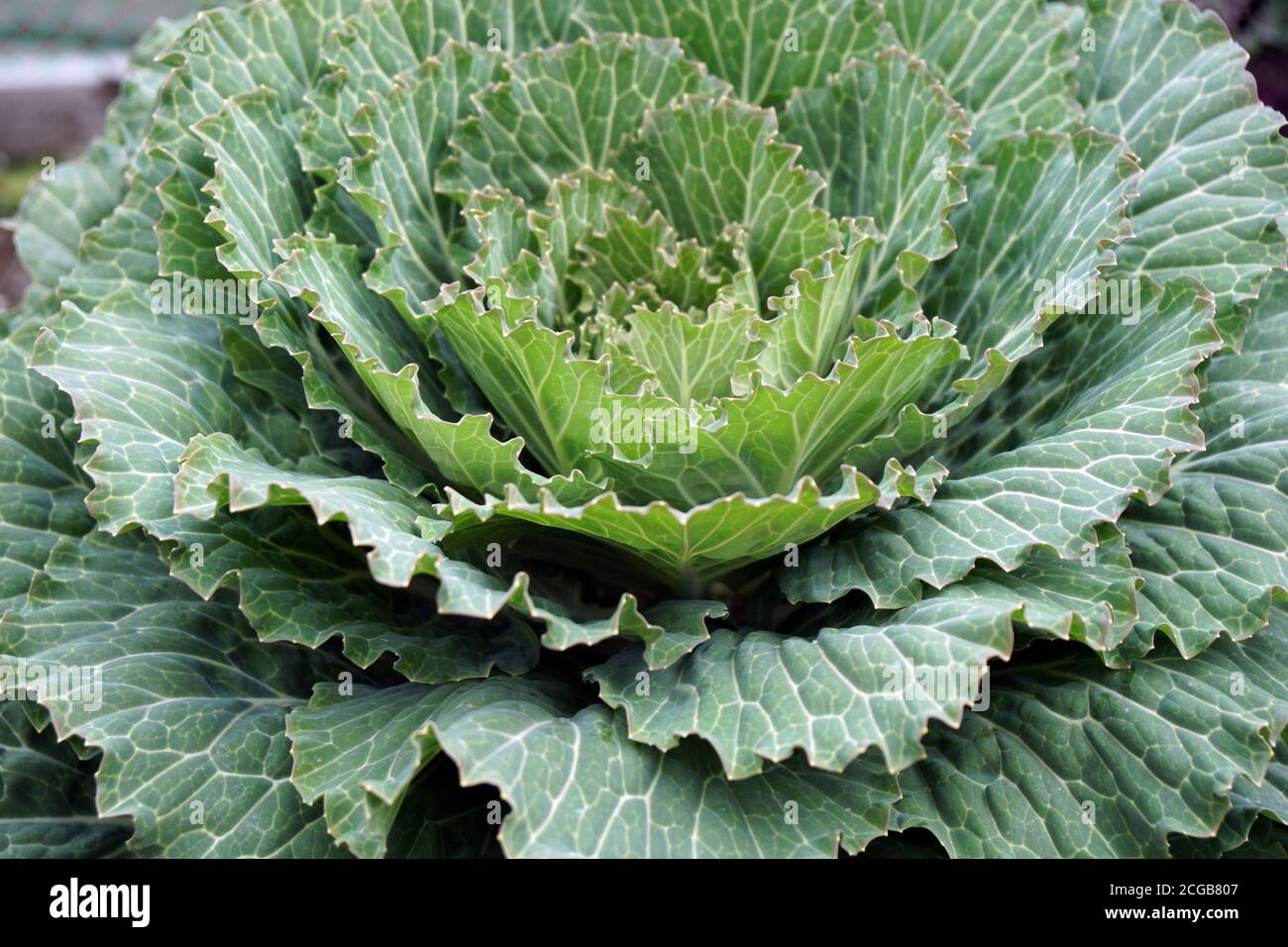 Herbstkohl Fotos und Bildmaterial in hoher Auflösung Alamy