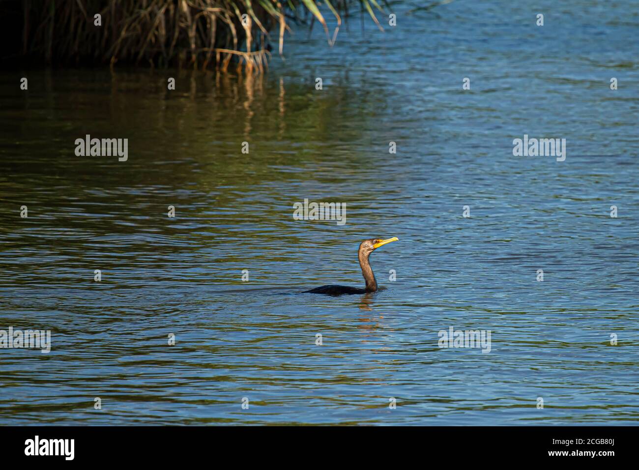 Bild eines Doppelcrestkormorans (Phalacrocorax auritus), das in der Chesapeake Bucht schwimmt. Dieser Schwarzwasservogel lebt in der Nähe von Seen und Flüssen und frisst fis Stockfoto