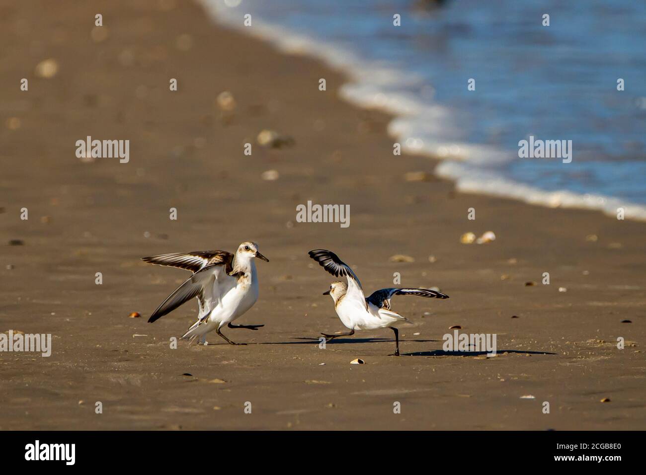 Nahaufnahme eines isolierten Bildes von zwei halbmaschigen Sandpipers (Calidris pusilla), die kämpfen. Dies sind sehr territoriale Vögel und Männchen kämpfen oft miteinander Stockfoto