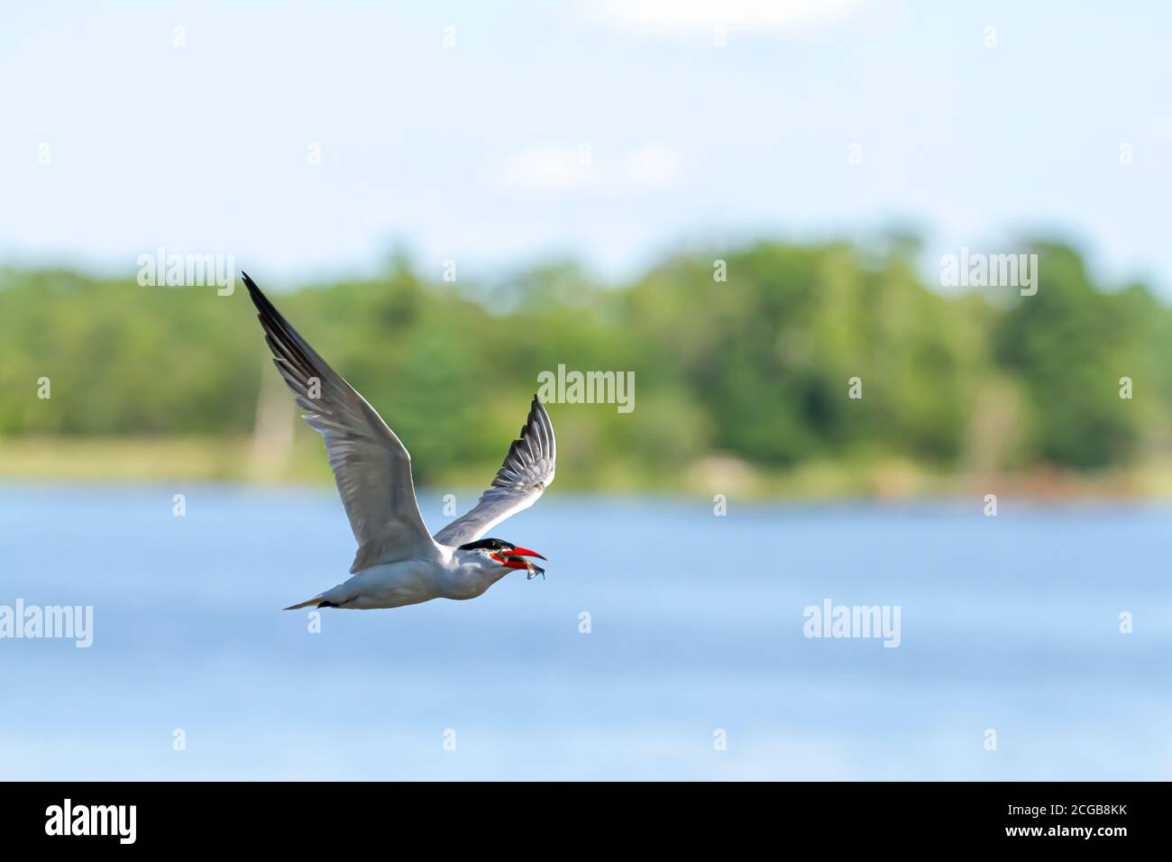 Eine kaspische Seeschwalbe fliegt über die Chesapeake Bucht um die Eastern Neck Island von Maryland, der Vogel trägt einen Fisch im Maul. Stockfoto