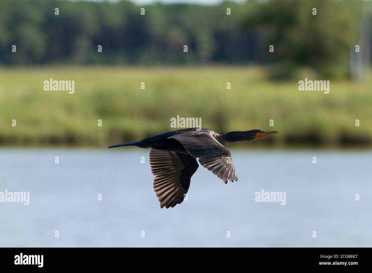 Abbildung eines Doppelkrebspanzers (Phalacrocorax auritus), der über der Chesapeake-Bucht fliegt. Dieser Schwarzwasservogel lebt in der Nähe von Seen und Flüssen und frisst fis Stockfoto