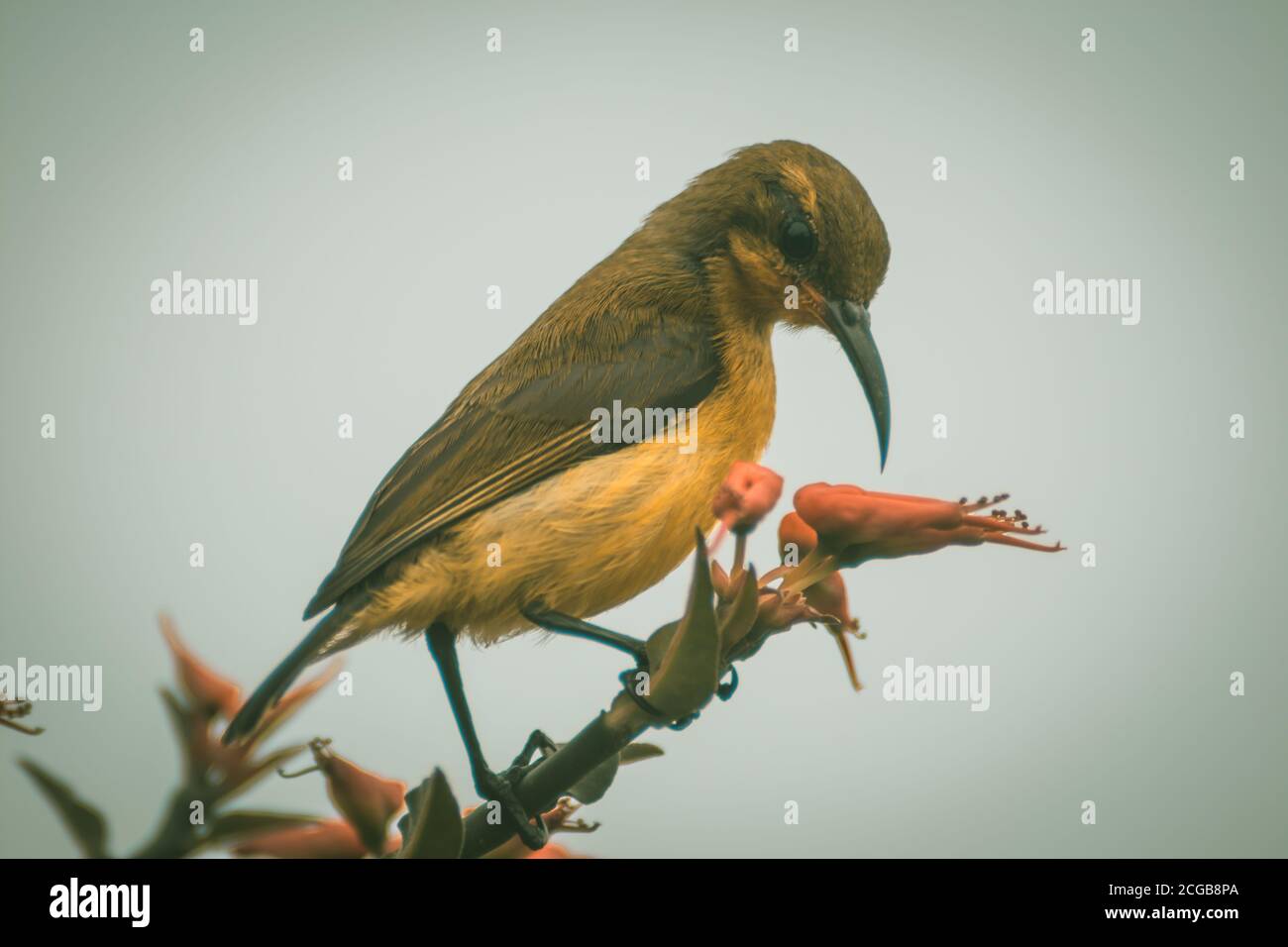 Kolibri Fütterung auf einer Vogelblume. Aufgenommen mit NIKON D3400 und bearbeitet in Lightroom. Stockfoto