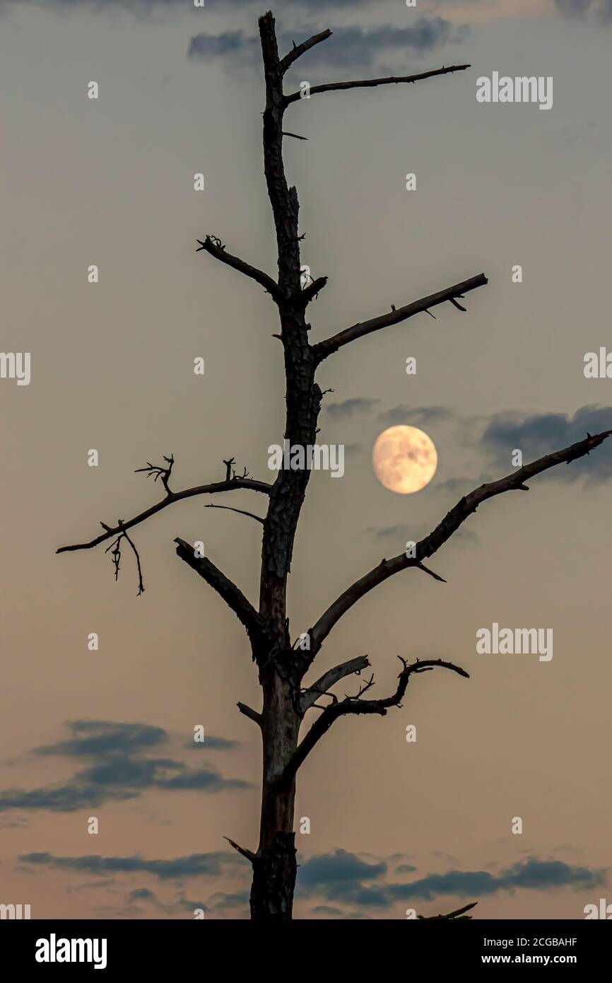 Isolierte Nahaufnahme eines hinterleuchteten toten Baumstammes mit Zweigen bedeckt mit Rinde, aber keine Blätter. Hinter dem Baum gibt es einen roten Sonnenuntergangshimmel mit f Stockfoto